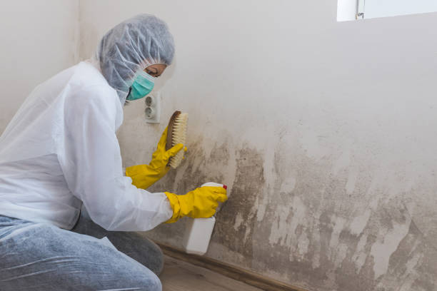 Forensic Mold Investigation in California, PA