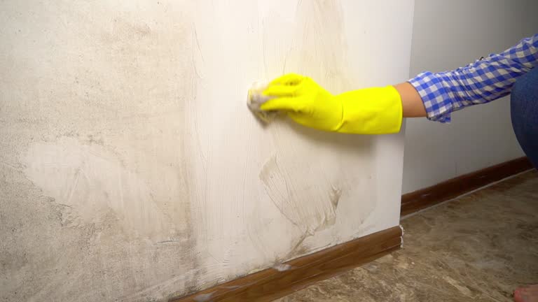 Mold Odor Removal Services in California, PA