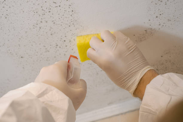 Reliable California, PA Mold Inspection, Removal & Remediation Solutions