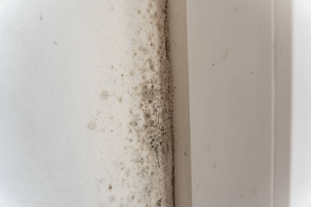 Mold Documentation for Insurance Claims in California, PA